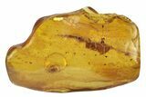Detailed Fossil Beetle (Coleoptera) in Baltic Amber #234401-1